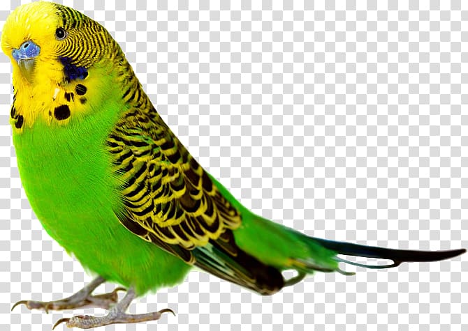 Parrot Bird Budgerigar Cockatiel Finch, parrot,Bako transparent background PNG clipart