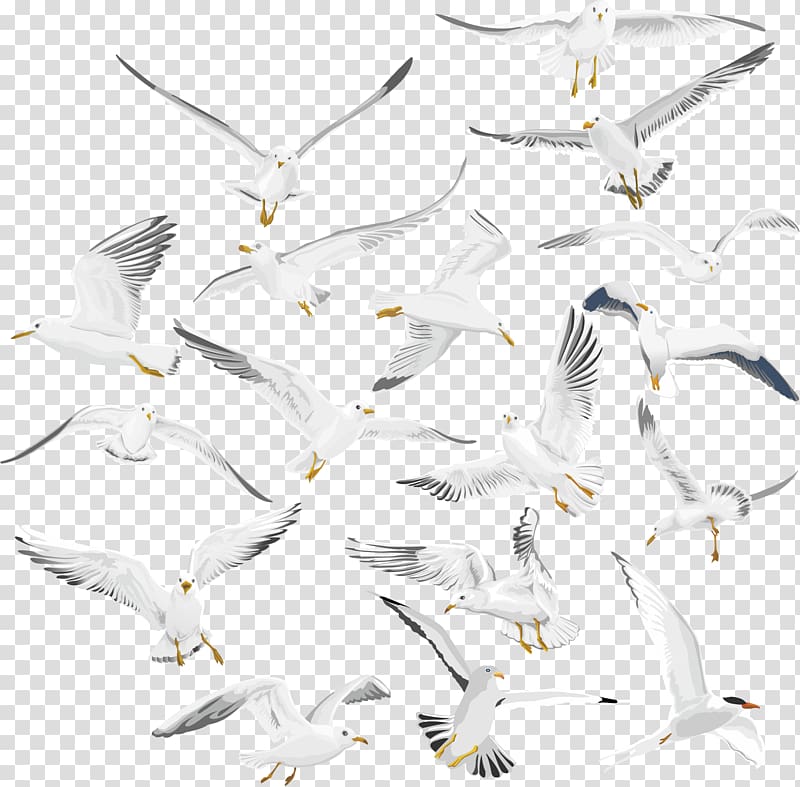 European Herring Gull Bird migration Nazareth Gulls, Bird transparent background PNG clipart