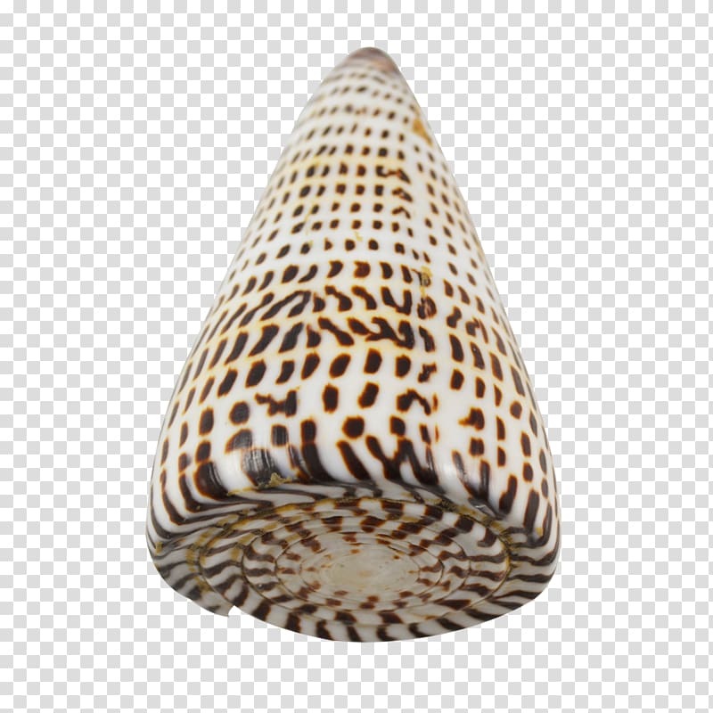The Seashell Company Conchology Gift, seashell transparent background PNG clipart