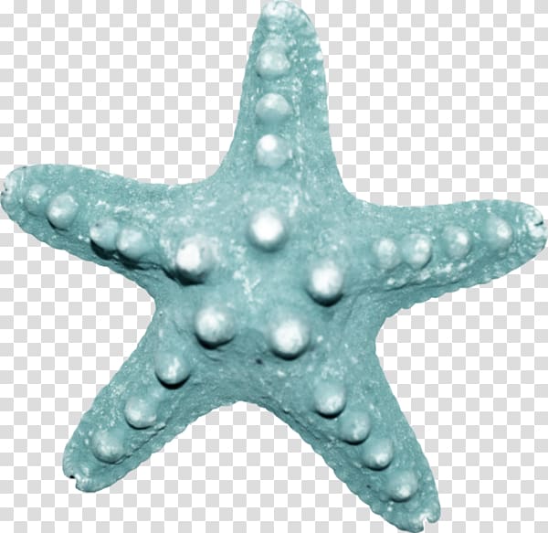 Starfish Sea Echinoderm, starfish transparent background PNG clipart