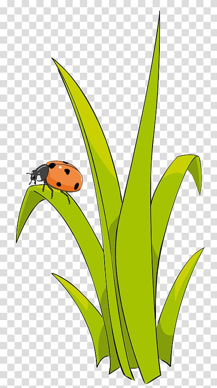 Free content , Ladybug transparent background PNG clipart