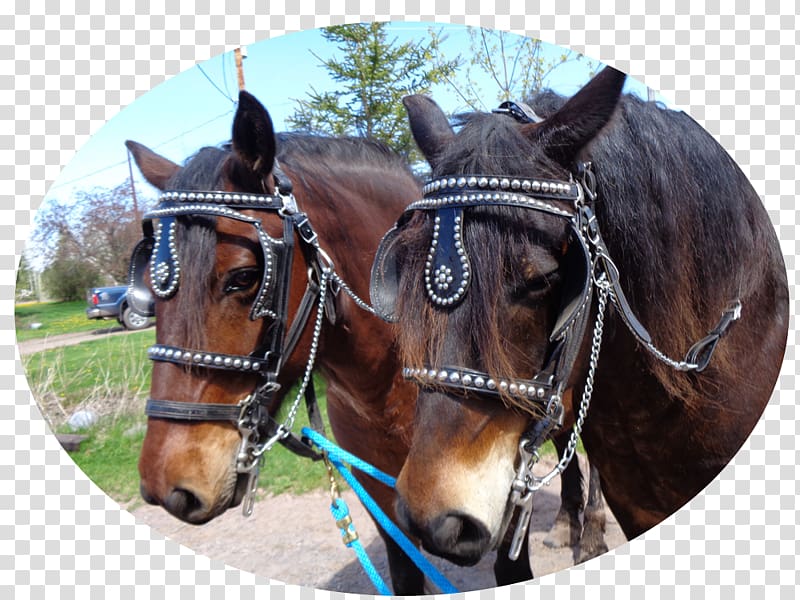 Horse Harnesses Twin Ports Bridle Rein, wedding carriage transparent background PNG clipart