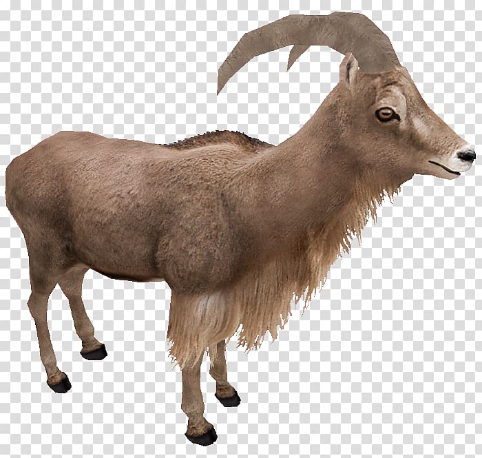 Zoo Tycoon 2 Barbary sheep Goat Argali, sheep transparent background PNG clipart