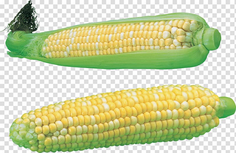 Maize, vegetable transparent background PNG clipart