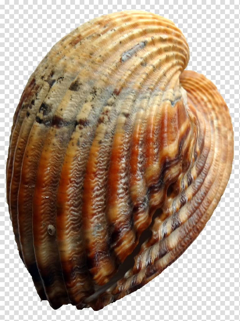 Cockle Conchology Seashell Clam Veneroida, seashell transparent background PNG clipart