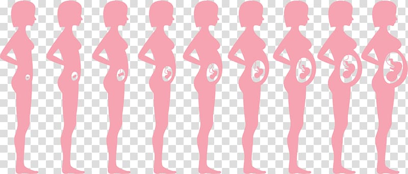 Pregnancy Fetus Infant Woman, The belly of a child transparent background PNG clipart