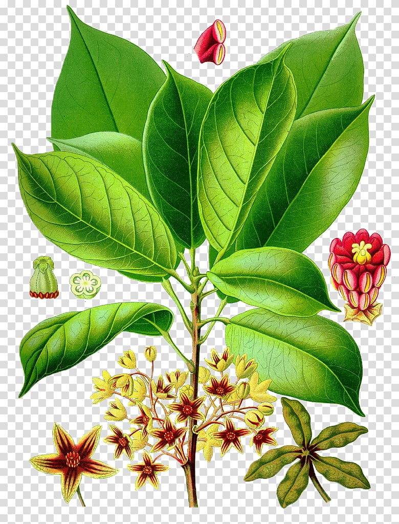 Cola acuminata Soft drink Kxf6hlers Medicinal Plants Kola nut, Cartoon Plants transparent background PNG clipart