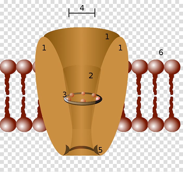 Ion channel Cell membrane Potassium channel Biological membrane, schematic diagram transparent background PNG clipart