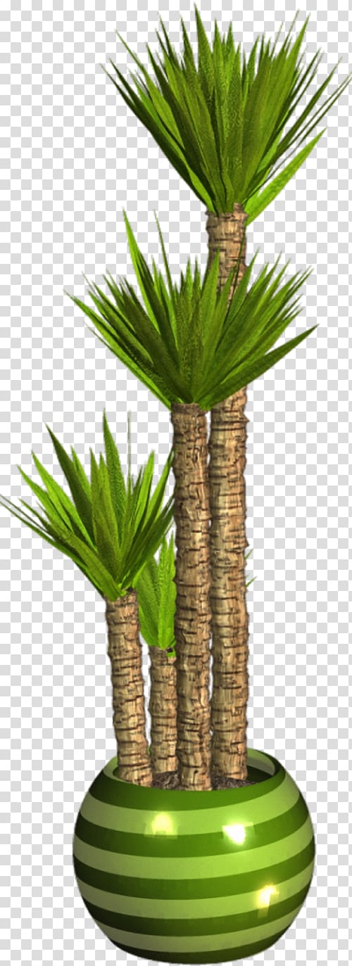 Asian palmyra palm Flowerpot Houseplant Arecaceae, plant transparent background PNG clipart