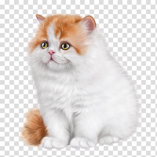 British Semi-longhair Ragamuffin cat Asian Semi-longhair Persian cat Kitten, kitten transparent background PNG clipart