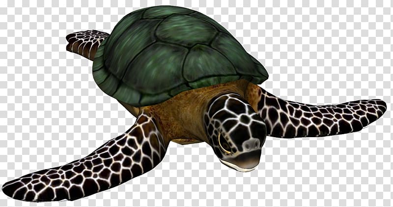 Loggerhead sea turtle Cheloniidae Hawksbill sea turtle Tortoise, turtle transparent background PNG clipart