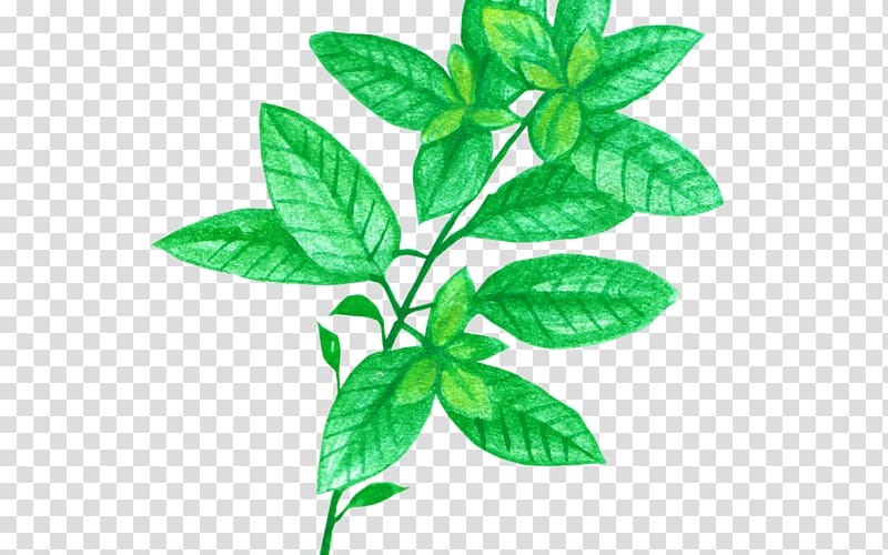 Herb Vegetable Basil Chrysanthemum tea Star anise, small chrysanthemum transparent background PNG clipart