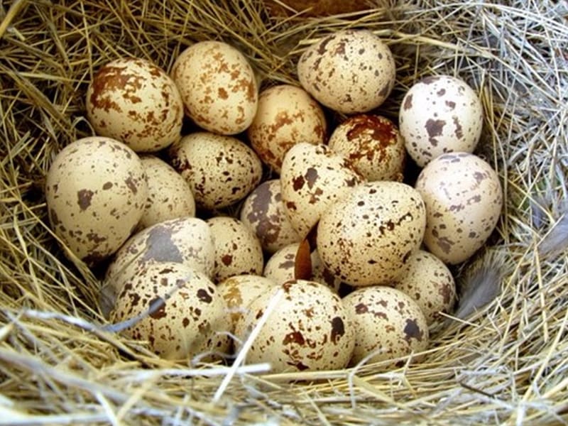 Common Quail Bird Quail eggs, Quail transparent background PNG clipart