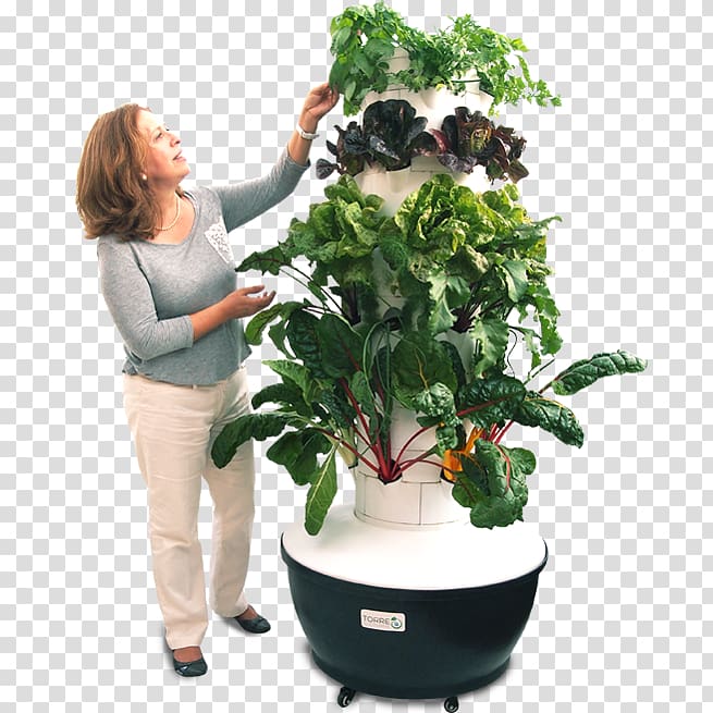 Hydroponics Houseplant Flowerpot Cultivo Aeroponics, ALBAHACA transparent background PNG clipart