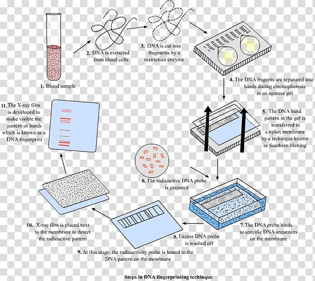 DNA profiling Fingerprint Repeated sequence Genetics, paternity transparent background PNG clipart