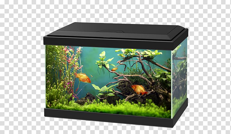 Aquariums Goldfish Fishkeeping Ciano Aqua, fish tank transparent background PNG clipart