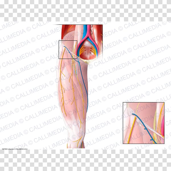 Femoral nerve Lateral cutaneous nerve of thigh Obturator nerve, others transparent background PNG clipart