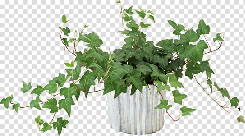 green plant, Vine Flower Houseplant, pot leaf transparent background PNG clipart