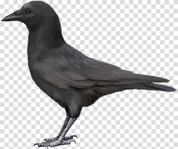 Carrion crow, crow transparent background PNG clipart