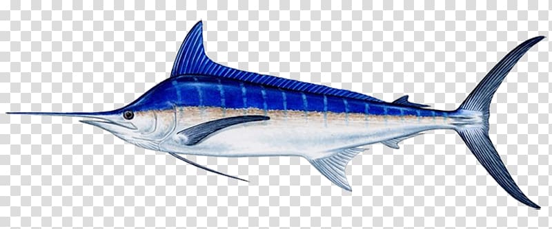 Atlantic blue marlin Cabo San Lucas Marlin fishing Indo-Pacific blue marlin, Fishing transparent background PNG clipart