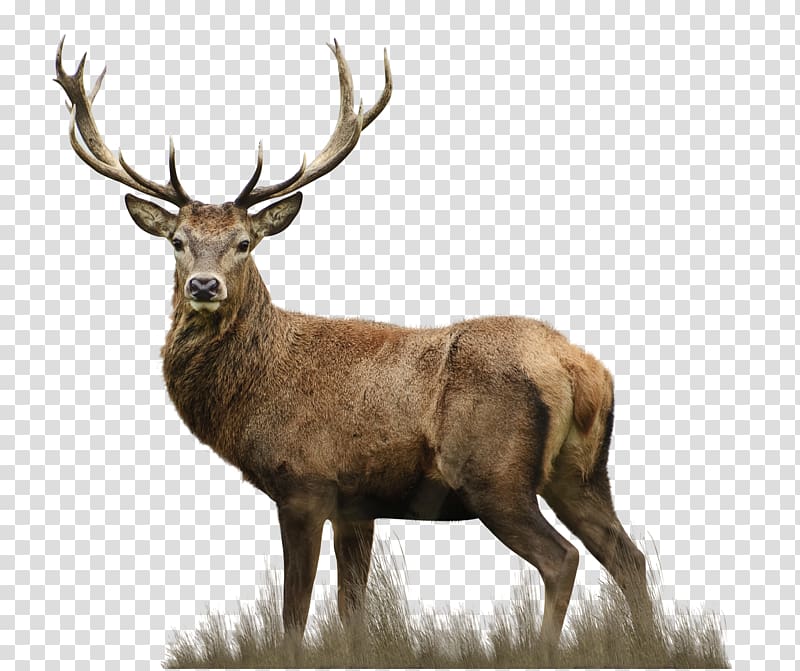 brown stag illustration, Red deer Elks Lodge Drawing, white deer transparent background PNG clipart