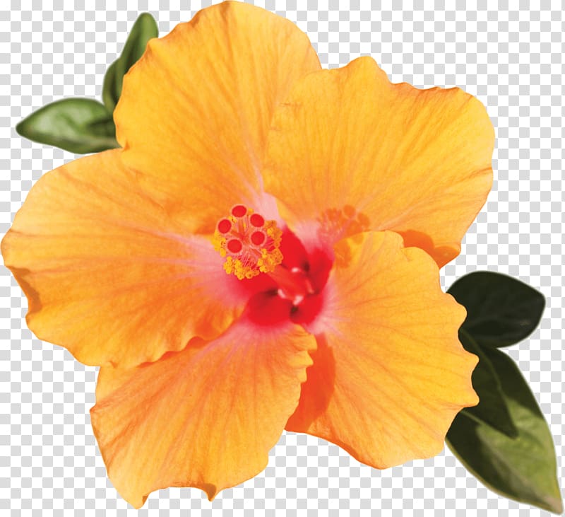 orange hibiscus flower, Shoeblackplant Flower Light Petal, hibiscus flower transparent background PNG clipart