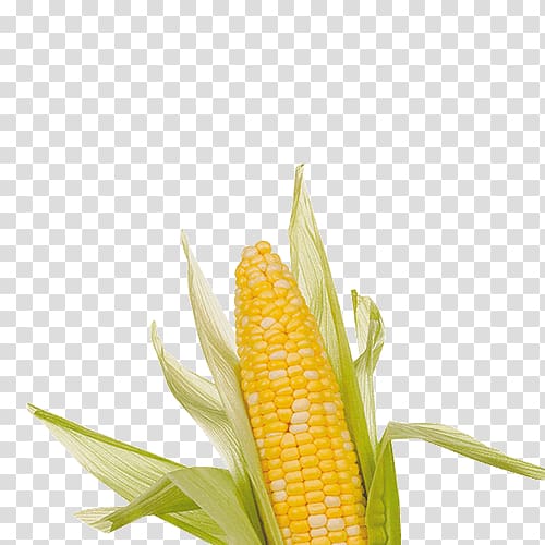Corn on the cob Maize Undertale , symbol transparent background PNG clipart