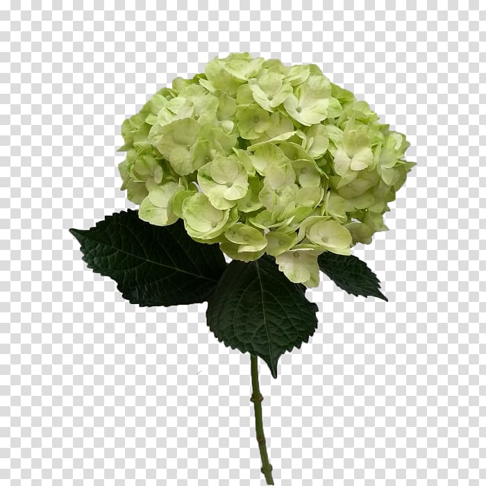 Hydrangea Cut flowers Mojito Plant stem Color, mojito transparent background PNG clipart