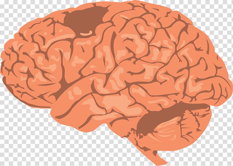 Human brain graphics, brain transparent background PNG clipart