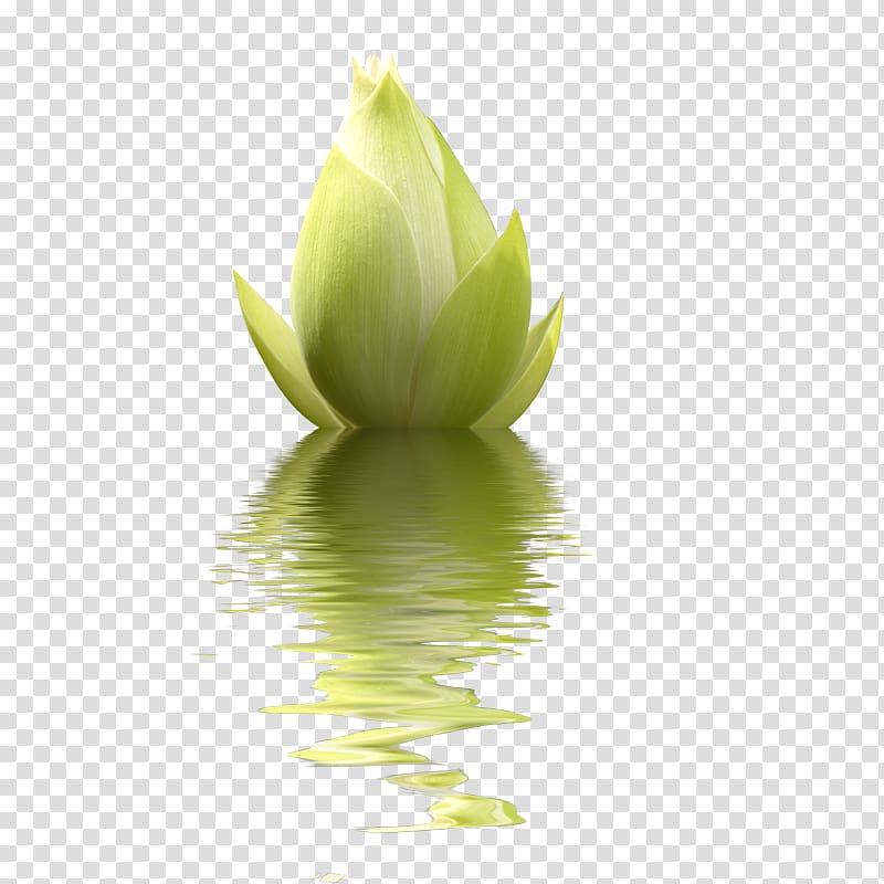 Nelumbo nucifera , Hibiscus in water transparent background PNG clipart