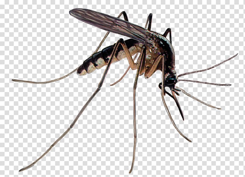 Mosquito control Pest Control Insecticide, mosquito transparent background PNG clipart