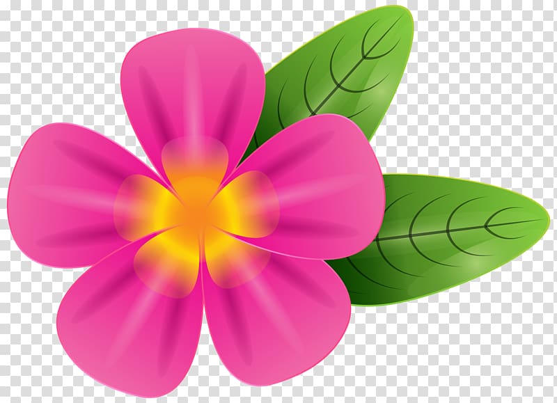 pink and yellow impatiens flower illustration, Frangipani , Pink Tropic Flower transparent background PNG clipart