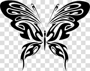 Butterfly , butterfly transparent background PNG clipart thumbnail