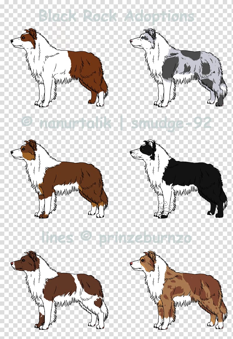 Dog breed Companion dog, border collie blue merle transparent background PNG clipart