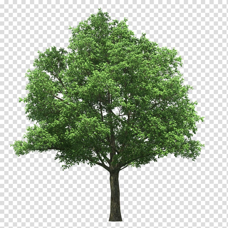 green and brown bare tree screenshot, Linden Alley Tree Tilia platyphyllos , tree transparent background PNG clipart