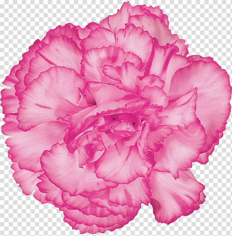 Carnation Cut flowers Purple Red, flower transparent background PNG clipart