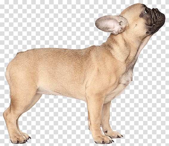 French Bulldog Toy Bulldog Olde English Bulldogge Dog breed, puppy transparent background PNG clipart