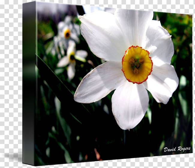 Wildflower, narcissus transparent background PNG clipart