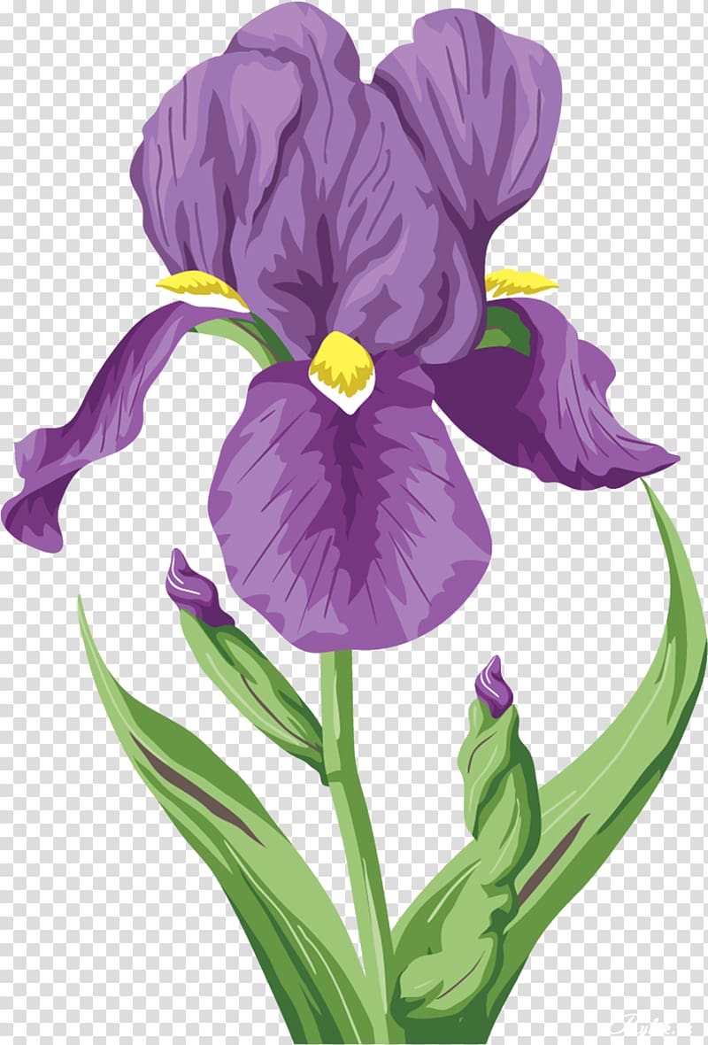 Irises Flower Raster graphics , iris transparent background PNG clipart