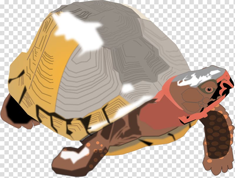 Box turtle Reptile Tortoise , turtle transparent background PNG clipart