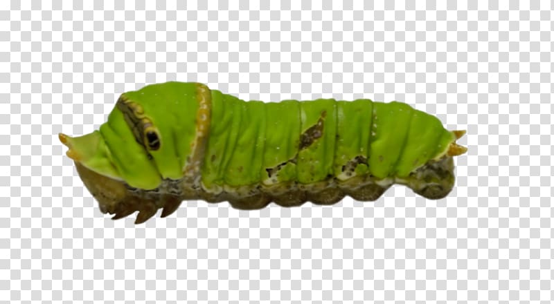 Caterpillar transparent background PNG clipart