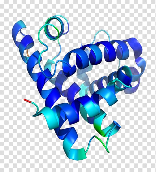 Protein structure Myoglobin Peptide, others transparent background PNG clipart