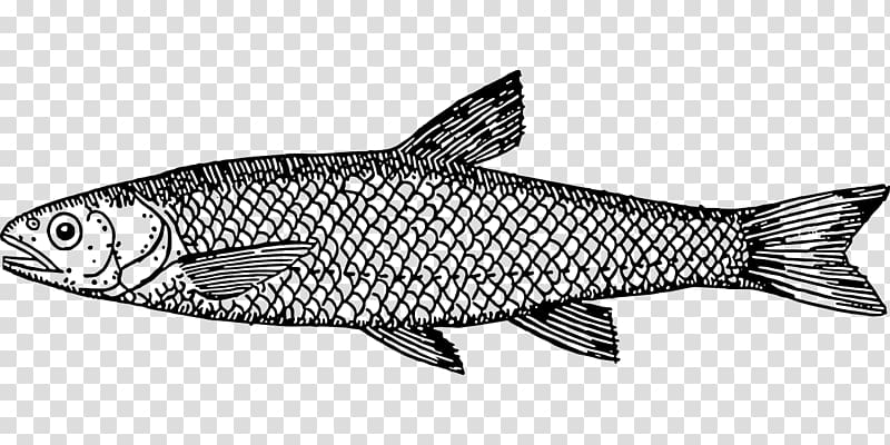 Drawing Fish Line art , fish transparent background PNG clipart