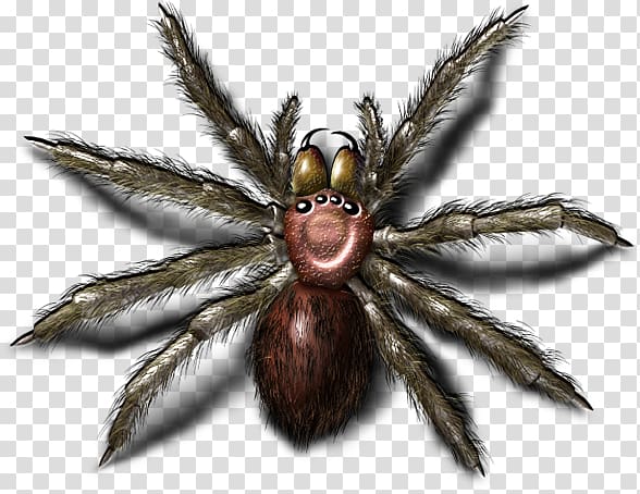 Wolf spider, Bugs transparent background PNG clipart