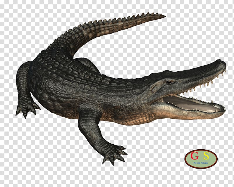 Nile crocodile American alligator Desktop , Om transparent background PNG clipart