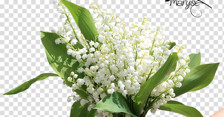 Lily of the valley 1 May Flower Labour Day, lily of the valley transparent background PNG clipart