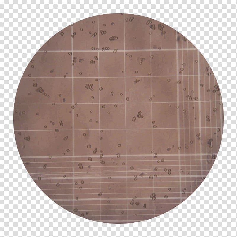 Collagenase Clostridium histolyticum Cell Tissue Plywood, others transparent background PNG clipart