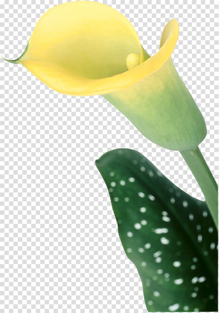 Arum Lilies Bog arum Product design Health Female, Calla transparent background PNG clipart