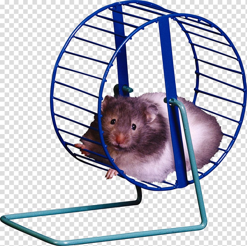 Hamster wheel Hamster cage , cage transparent background PNG clipart