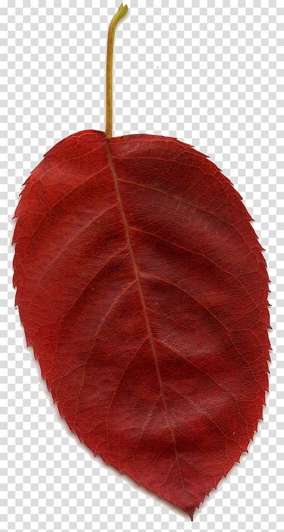 Leaf Red , pink leaves transparent background PNG clipart